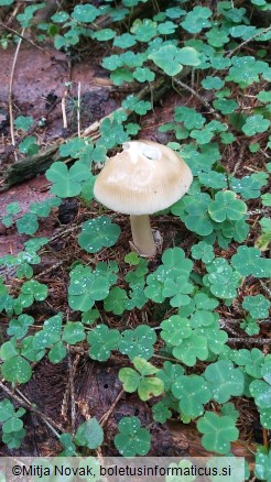 Amanita battarrae