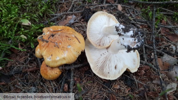 Tricholoma arvernense