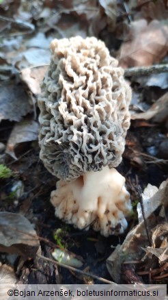 Morchella vulgaris