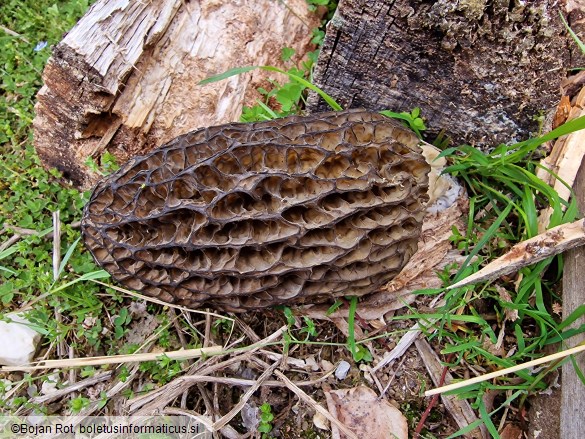 Morchella elata