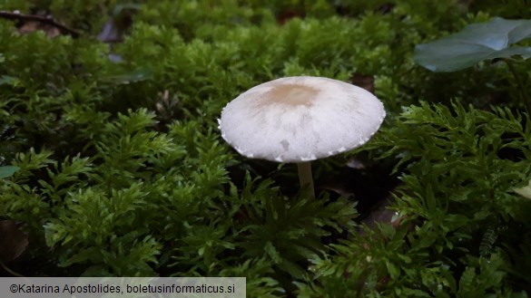 Psathyrella candolleana