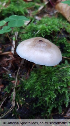 Pluteus pellitus