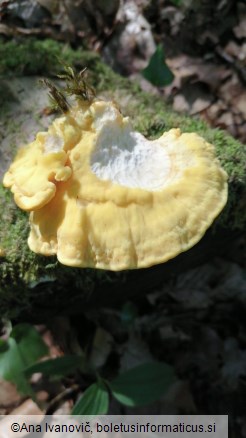 Laetiporus sulphureus