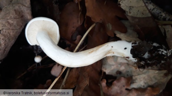 Tricholoma lascivum