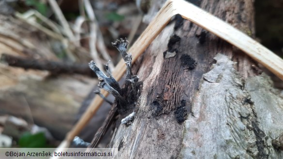 Xylaria hypoxylon