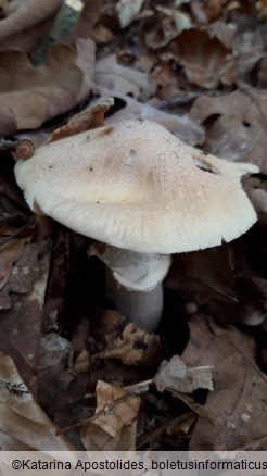 Cortinarius caperatus