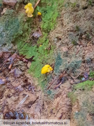 Cantharellus friesii
