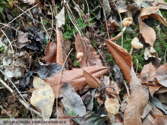 Helvella elastica