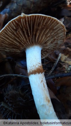 Cortinarius