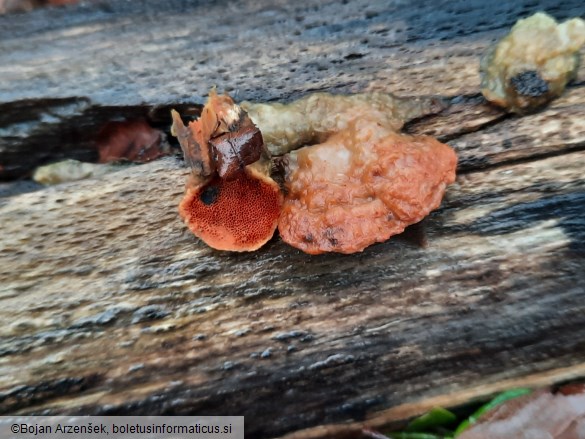 Pycnoporus cinnabarinus