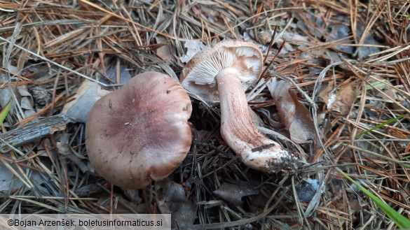 Tricholoma albobrunneum