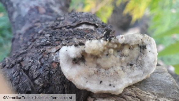 Trametes gibbosa