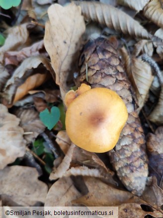 Gymnopilus penetrans