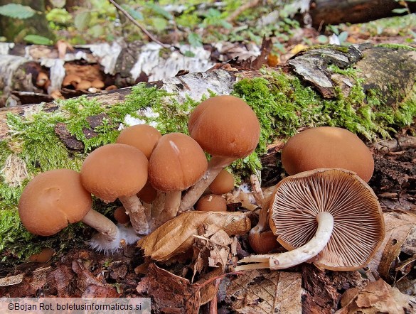 Psathyrella piluliformis