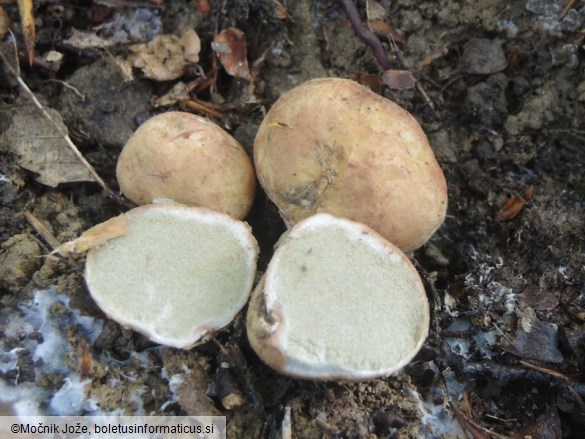 Rhizopogon luteolus