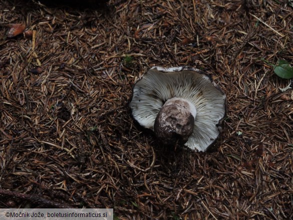 Russula albonigra