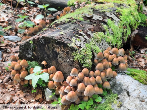 Coprinellus micaceus