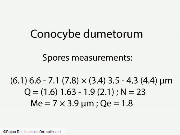 Conocybe dumetorum