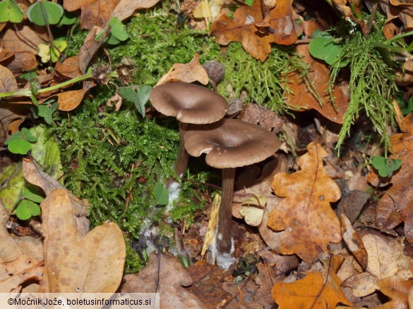 Pseudoclitocybe cyathiformis