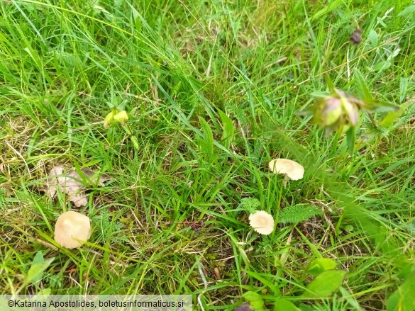 Marasmius oreades