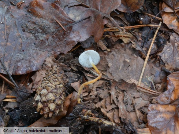 Strobilurus tenacellus