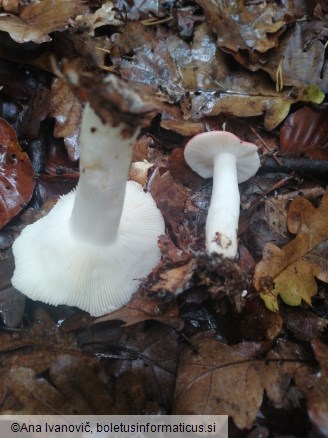 Russula emetica