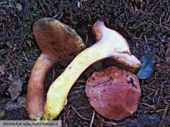 Chalciporus pseudopiperatus