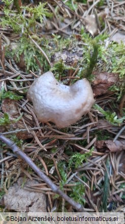 Rhizocybe pruinosa