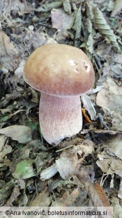 Boletus reticulatus