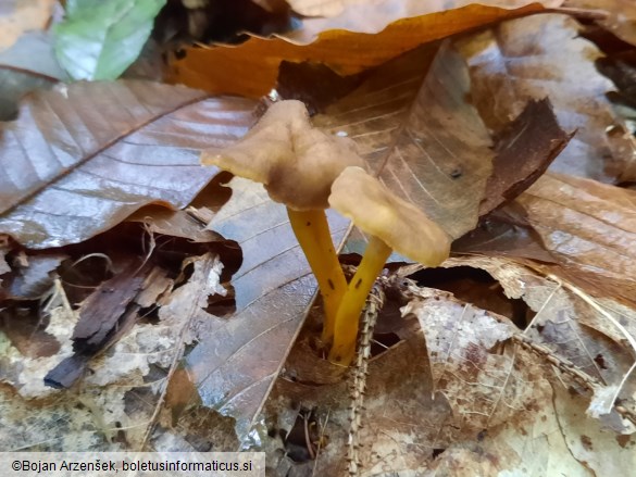 Cantharellus tubaeformis