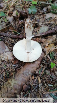 Amanita gemmata