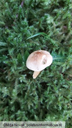 Tricholoma sulphureum