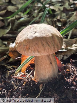 Boletus edulis