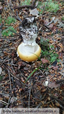 Amanita gemmata