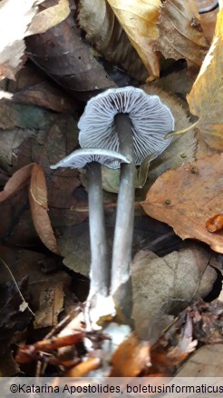 Entoloma