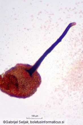 Ophiognomonia setacea