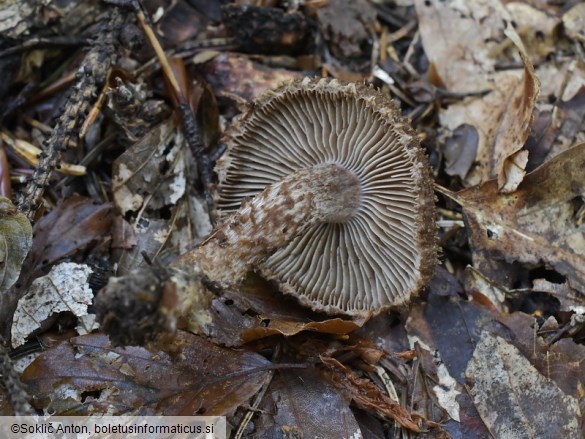 Inocybe hystrix