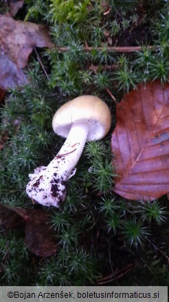 Amanita phalloides