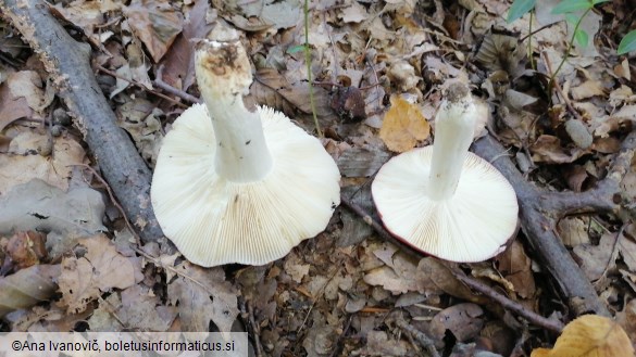 Russula atropurpurea