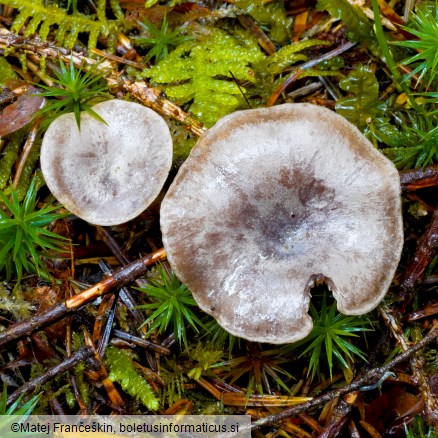 Rhizocybe pruinosa