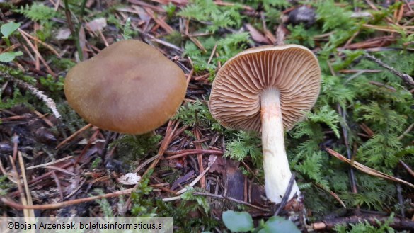 Cortinarius venetus