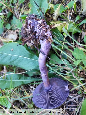 Cortinarius violaceus