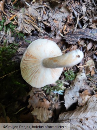 Lactarius circellatus