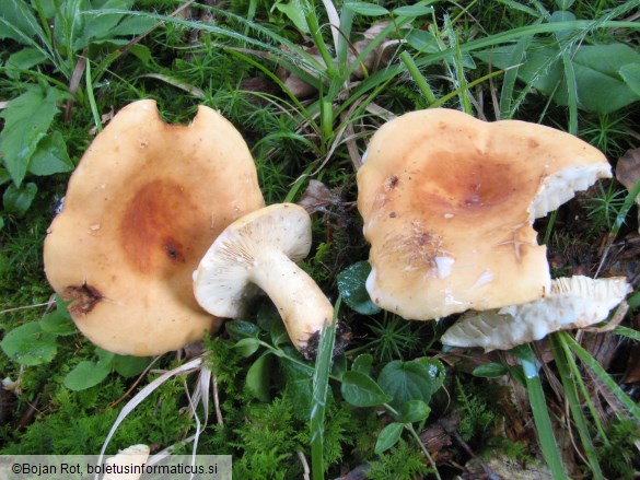 Lactarius volemus