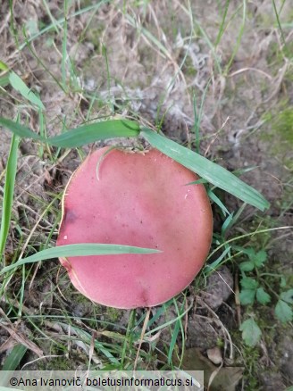 Rheubarbariboletus armeniacus