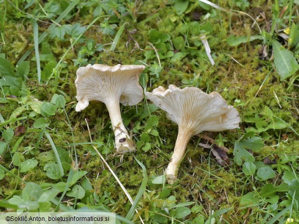 Infundibulicybe costata