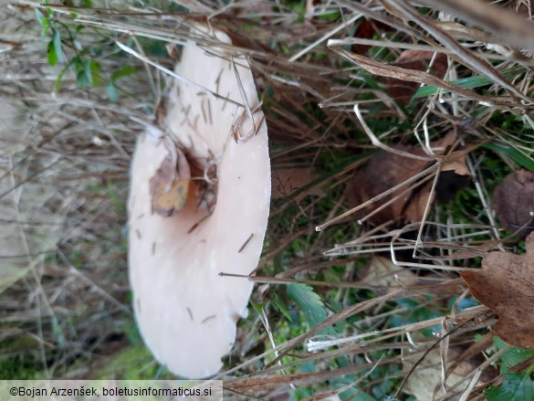 Infundibulicybe geotropa