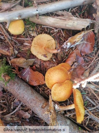 Pholiota astragalina