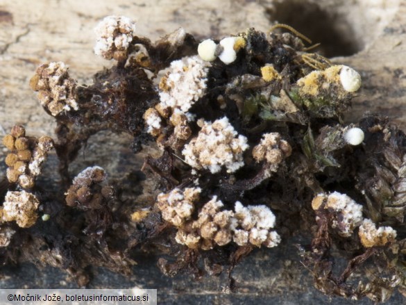 Metatrichia floriformis