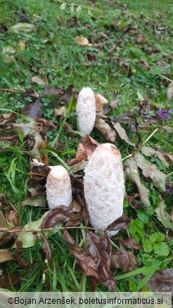 Coprinus comatus